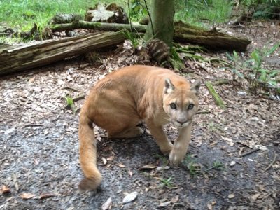 Narla the cougar comes over chirping and calling in excitement