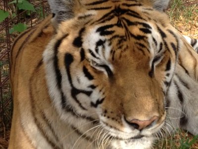 Nikita the tiger is recovering from eye surgery