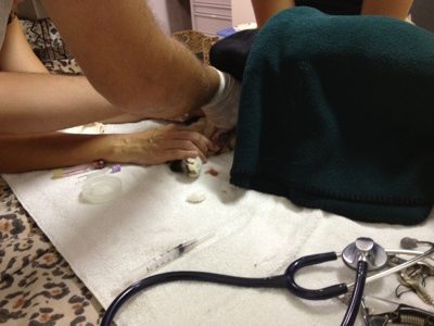 Genie the Sandcat gets her nails clipped while in the Cat Hospital