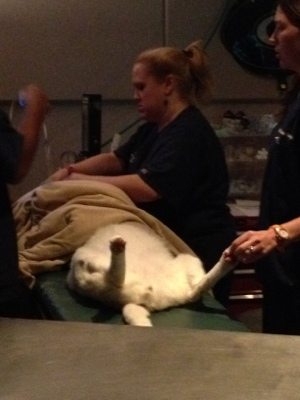 Tonga the white serval gets a sonogram at Blue Pearl