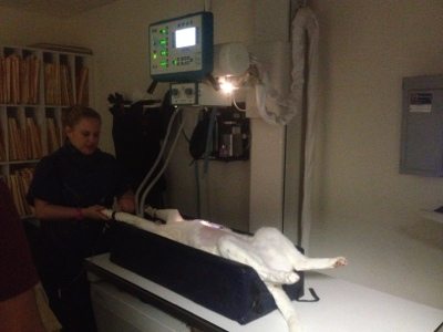 Tonga the white serval gets an X-ray looking for spread of cancer
