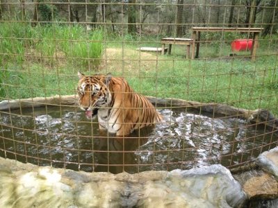 Bengali the tiger enjoys the rain chill in his pool  Today at Big Cat Rescue Aug 18 20120818 095950