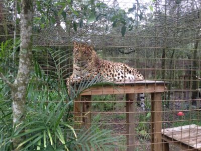 Simba the leopard up on his platforms built by volunteers