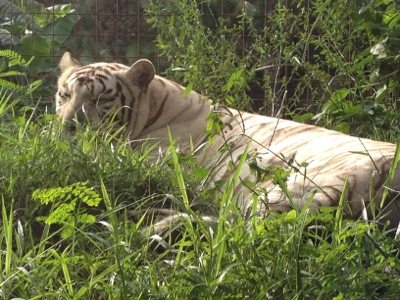 Zabu the white tiger thinks she is invisible behind the grass