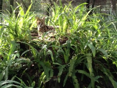 Close up of Desiree Serval in her nest of ferns