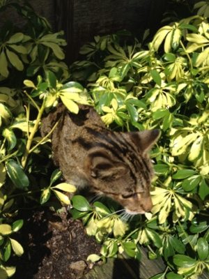 Maya the Bengal Cat emerges from hiding in the bushes