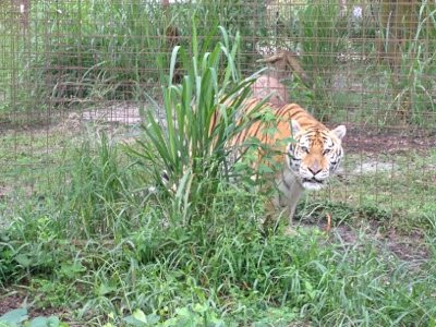 20120821-184348.jpg  Today at Big Cat Rescue Aug 21 20120821 184348