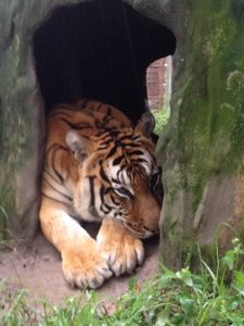 Flavio Tiger asks, "Is Isaac gone yet?"