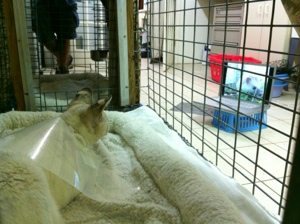 Tonga the white serval watches Cat Sitter DVD  Today at Big Cat Rescue Aug 27 20120827 164031