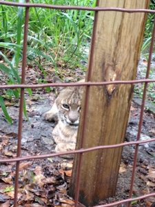 20120827-172650.jpg  Today at Big Cat Rescue Aug 27 20120827 172650