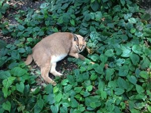 Sassy Caracal in a sea of leaves