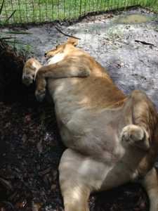 Nikita lioness sleeps after the excitement of the RNC