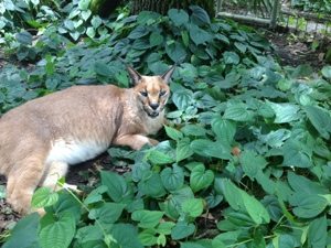 Rusty Caracal in his garden of Eden at Big Cat Rescue
