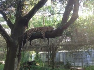 Cheetaro Leopard gets a better view of RNC Pages