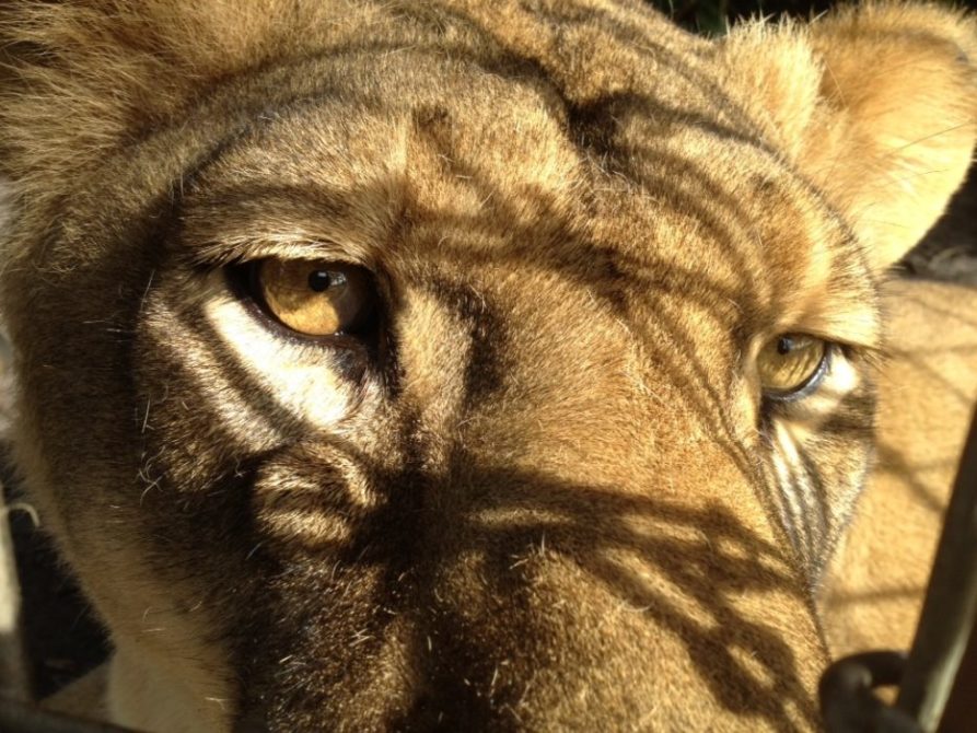 Click to see this image of Sasha Lioness larger  Today at Big Cat Rescue Aug 31 20120831 093216