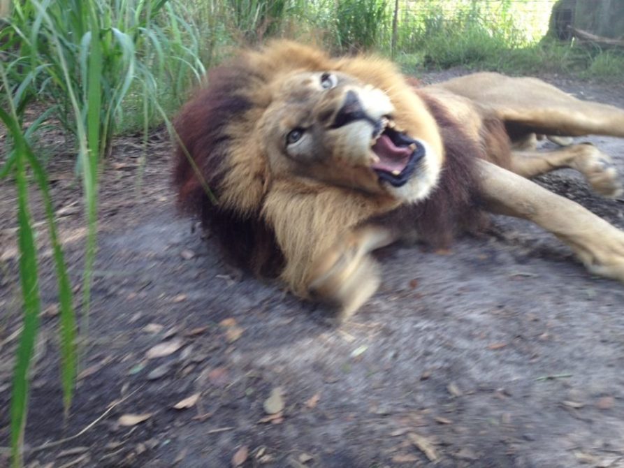 Click to see larger image of Joseph the Lion  Today at Big Cat Rescue Aug 31 20120831 093230