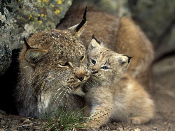 Canada Lynx Mom Kitten