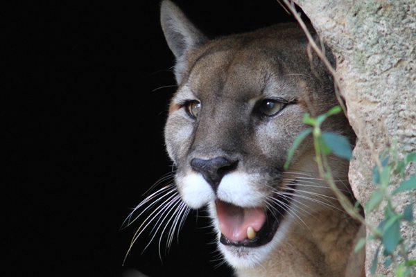 Killing mountain lions for sport