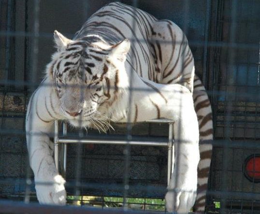 White Tiger on Display at Family Circus