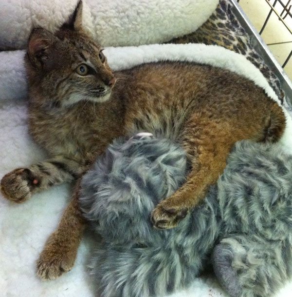 This is Rufus the bobcat kitten from SC and not the rehab bobcat