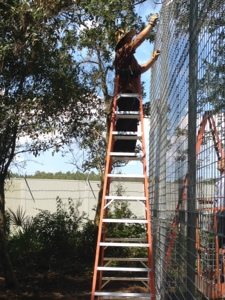 Chuck rings cantilever to wall of new cage  Today at Big Cat Rescue Sept 4 20120904 125121