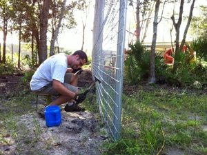 Dr Justin Boorstein hammering in stake wire  Today at Big Cat Rescue Sept 5 Save Bobcats 20120905 181849