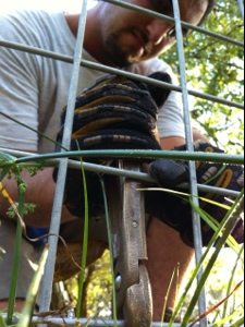 Dr Justin Boorstein hog ringing stake wire  Today at Big Cat Rescue Sept 5 Save Bobcats 20120905 181855