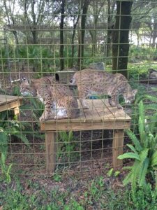 Bobcats remind Dr. Boo that they have already been vaccinated this year.  Today at Big Cat Rescue Sept 5 Save Bobcats 20120905 184444