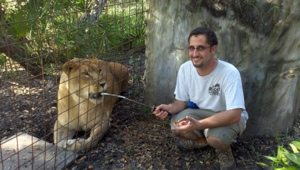 Dr Justin and Nikita Lioness smile after procedure  Today at Big Cat Rescue Sept 5 Save Bobcats 20120905 192304