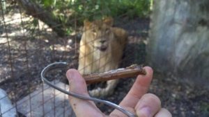 Cats chew sticks and sometimes get them stuck  Today at Big Cat Rescue Sept 5 Save Bobcats 20120905 194454