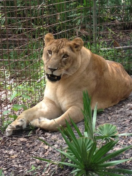 Click to see a larger image of Nikita Lioness at Big Cat Rescue  Today at Big Cat Rescue Sept 6 Vet Visit and Lion Landscaping 20120906 131034