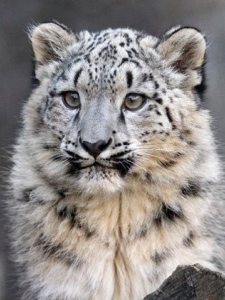Join the SnowLeopardTrust.org