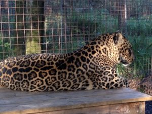 Lazy Leopard Armani the day after her foaming fit  Today at Big Cat Rescue Sept 8 Come See the Tigers 20120908 191142