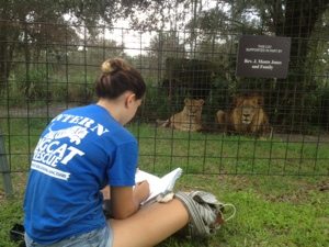 Intern Heather drawing Joseph and Sasha lions  Today at Big Cat Rescue Sept 8 Come See the Tigers 20120908 191309