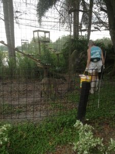 Cleaning cages with Max the bobcat trying to help