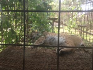 Windstar Bobcat in his favorite window perch  Today at Big Cat Rescue Sept 8 Come See the Tigers 20120908 191319
