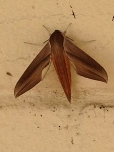 Guess what kind of moth this was at Food Prep over on  http://www.butterfliesandmoths.org/species/Xylophanes-tersa
