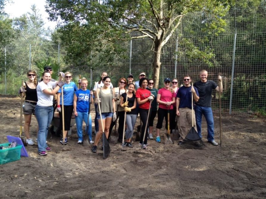 Stetson Law Students help get Nikita Lioness' new 3,000 sf room addition ready. Got a group who wants to get down and dirty for the big cats? Contact Edith.Parker@BigCatRescue.org and tell her you want to be an AdvoCat.