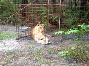 We didn't think Nikita Lion would ever feel comfortable going into a confined space like one of our feeding lockouts, but she looks pretty content 
