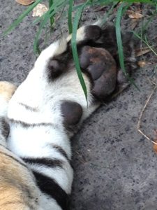 Sleepy SARMOTI Tiger paws