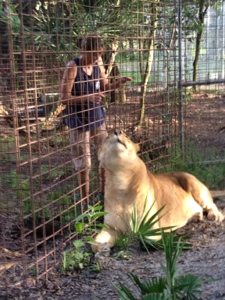 Gale and Nikita Lion 20120919-132431.jpg  Today at Big Cat Rescue Talk Like a Pirate Day 20120919 132431