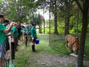 20120924-165336.jpg  Today at Big Cat Rescue Sept 24 Lion Cage Grand Opening 20120924 165336