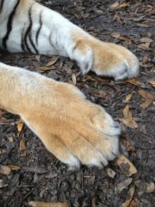 Can you guess who's paws?