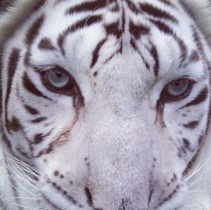 Zabu the white tiger sneaks around and tries to catch the lawn crew by surprise