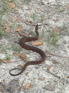 Is this a water snake?