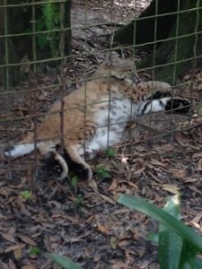 Raindance Bobcat sticks her feet out of the fence