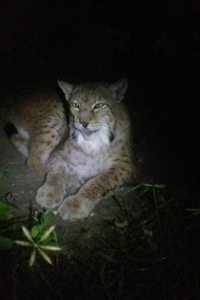 Siberian Lynx saved from fur farm