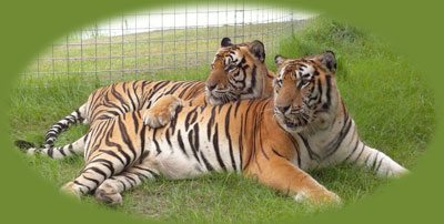 Tigers at Big Cat Rescue