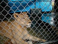 Nikita Lion Before Arrival at Big Cat Rescue in 2001  Today at Big Cat Rescue Sept 24 Lion Cage Grand Opening nikitaswollenelbows