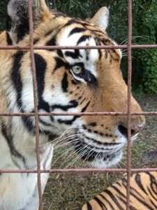 Tigers line up for treats that double as flea prevention treats and bribes